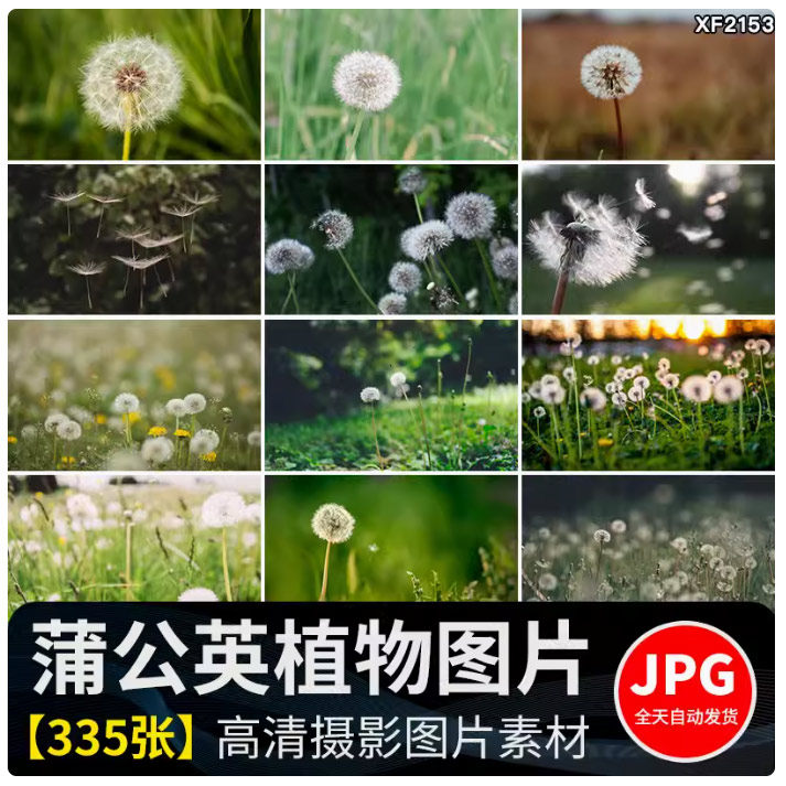 唯美蒲公英随风飘散飞舞特写花卉自然风景植物美景摄影图片照素材