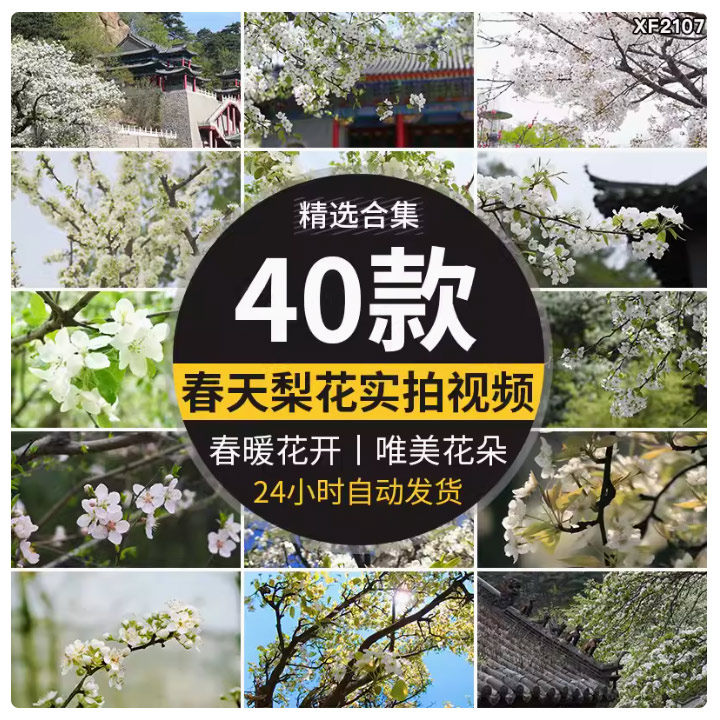 春天梨树开花朵梨花盛开绽放特写古建筑唯美春暖花开实拍视频素材