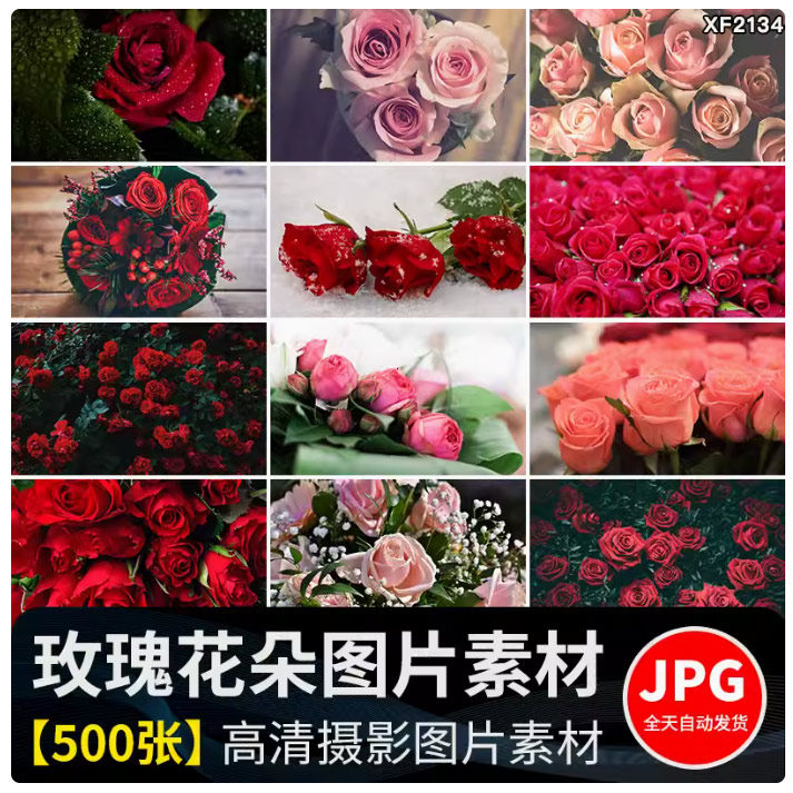 玫瑰花情人节粉色红色花朵植物花束花卉特写摄影照片背景图片素材