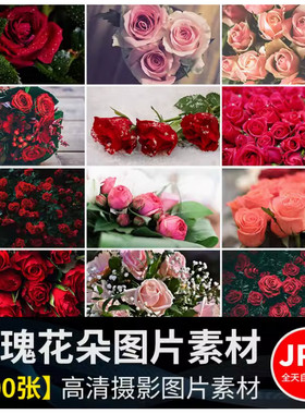 玫瑰花情人节粉色红色花朵植物花束花卉特写摄影照片背景图片素材