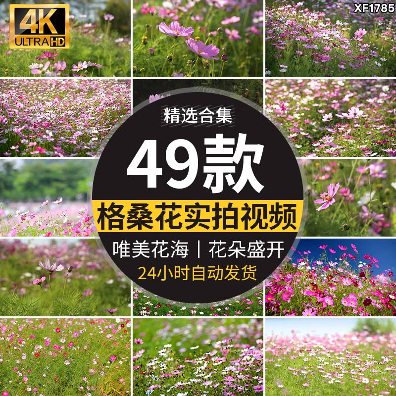 格桑花植物花草唯美春天鲜花开放盛开花朵花海风景实拍短视频素材