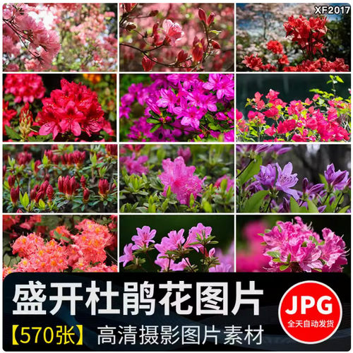 盛开杜鹃花特写唯美花卉花朵鲜花植物映山红春天花海摄影图片素材 - 封面
