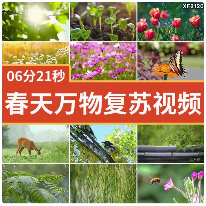 春天万物复苏发芽春暖花开清新树叶植物阳光自然风景实拍视频素材