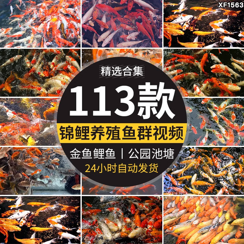锦鲤养殖水池里游动鱼池红鲤鱼公园喂鱼金鱼高清实拍剪辑视频素材