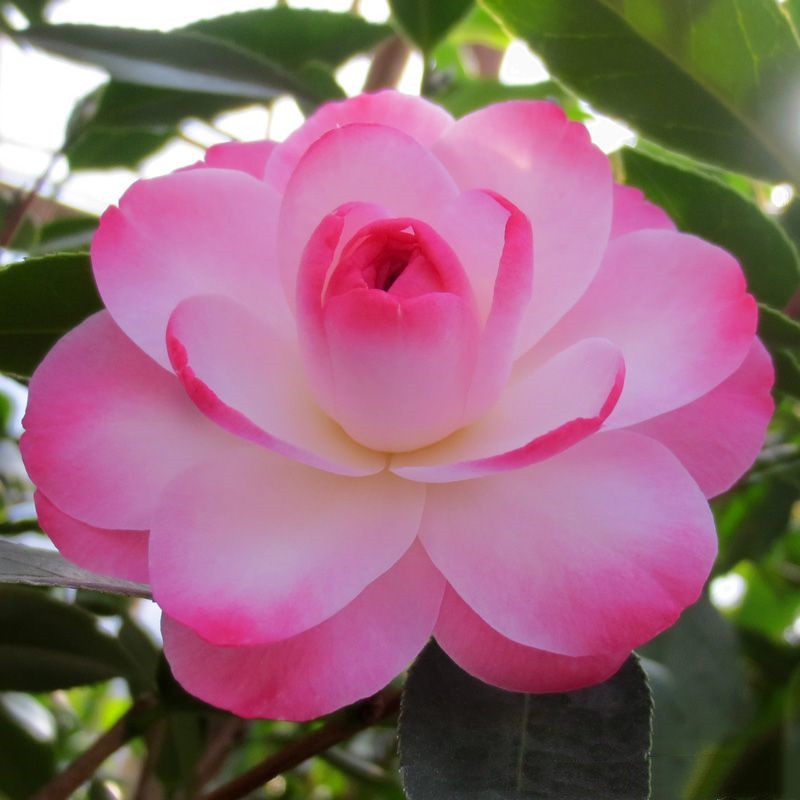 名贵品种迷茫的春天茶花盆栽阳台客厅庭院四季绿植花卉福建茶花苗