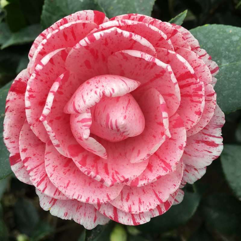 彩赤丹茶花苗四季绿植盆栽阳台室内外花卉 赤丹变异品种山茶花树