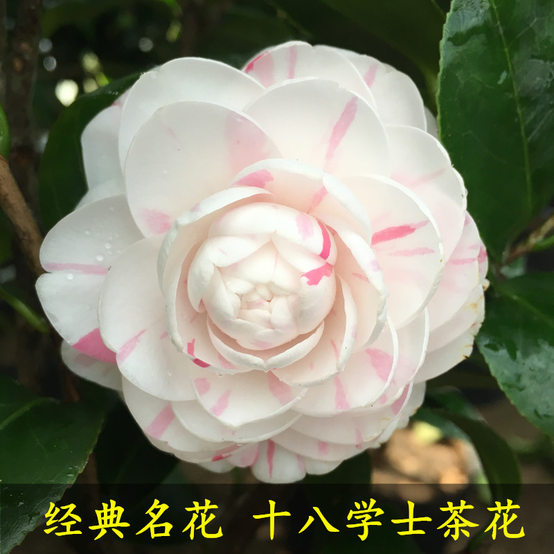 白十八学士茶花盆栽植物客厅阳台绿植花卉多色名贵山茶花苗带花苞