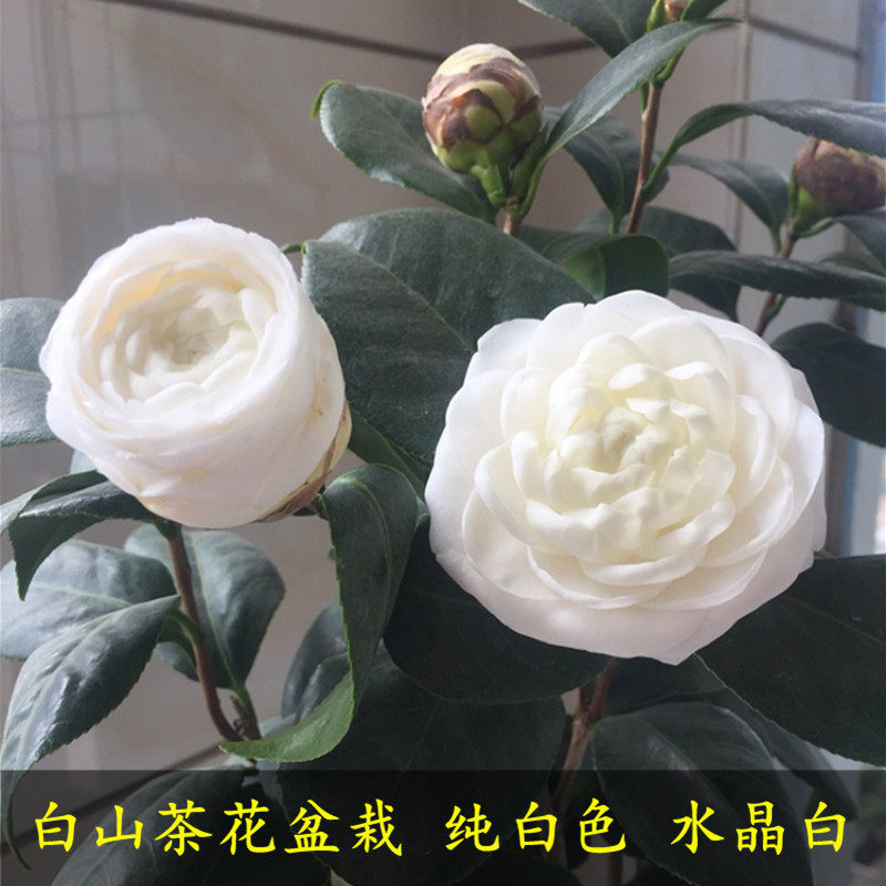 东方亮白山茶花树苗四季绿植盆栽阳台名贵花卉植物纯白色花水晶白
