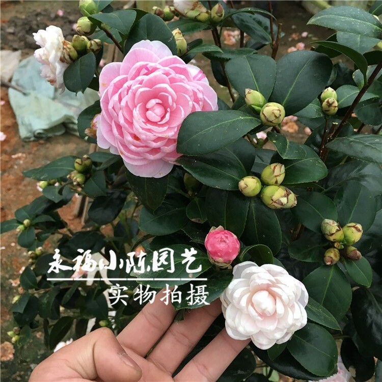 七仙女茶花盆栽绿植名贵花卉阳台客厅植物一树多色四季茶花带花苞