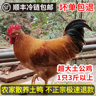 赣犹人家土鸡农家走地鸡正宗散养大公鸡活鸡老公鸡现杀鸡肉整只鸡