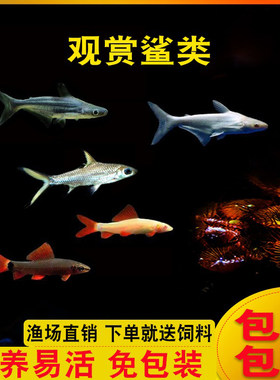 彩虹鲨清洁除藻活体热带观赏鱼