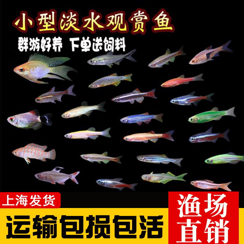 好养红绿灯小型鱼苗斑马鱼宝莲灯