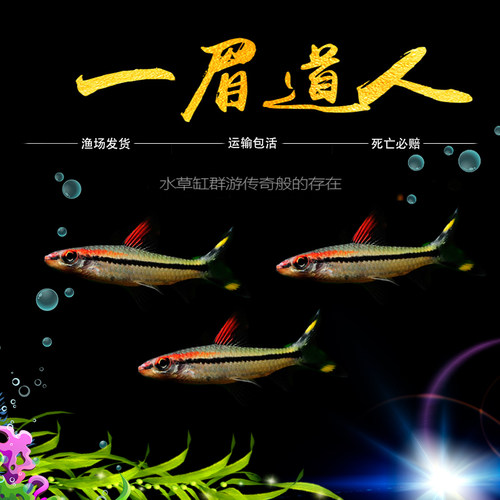 一眉道人小型观赏鱼观赏鱼淡水鱼