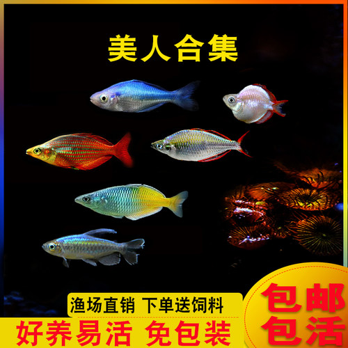 美人鱼鱼石美人淡水电光刚果鸽子