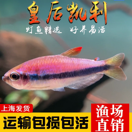 皇后凯莉灯鱼电光凯蒂南美小型鱼