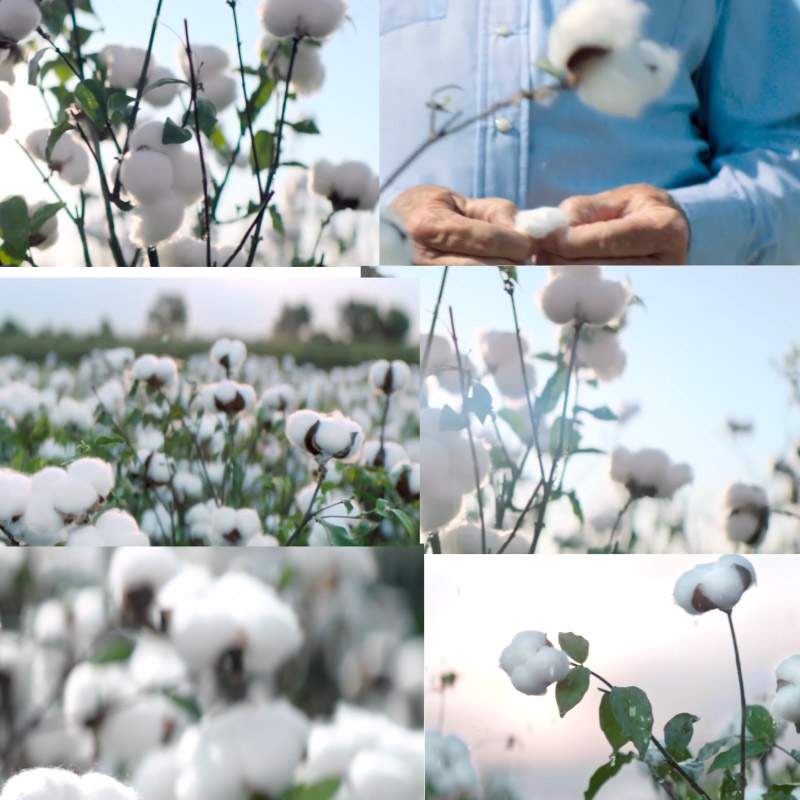 国外采摘棉花开花棉花生长棉花朵种植棉花农作物特写高清视频素材