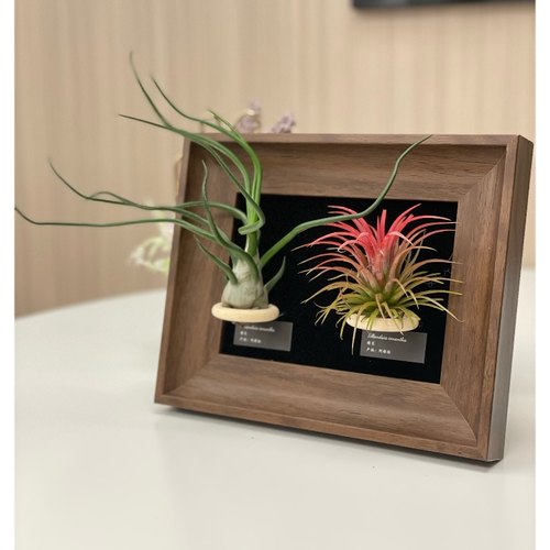 空气凤梨装饰办公室绿植桌面装饰画现代简约相框摆件软装绿植摆件