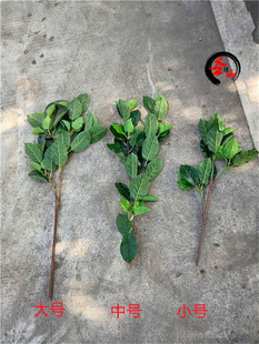 仿真梨树叶子梨树枝果树叶人造绿植叶子香梨树叶假叶工程造景装饰