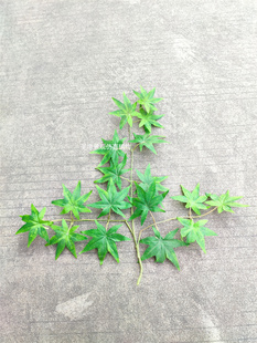 仿真绿枫叶仿真树枝树叶塑料植物假枫叶装饰绿植工程造景鸡爪槭叶