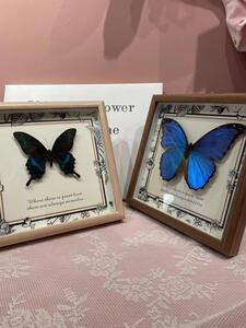 大蓝闪蝶蝴蝶标本相框成品展翅展示框昆虫名贵罕见蓝色生日礼物