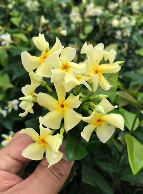 黄色风车茉莉络石藤托斯卡纳之星阳台庭院爬藤花卉盆栽四季常青