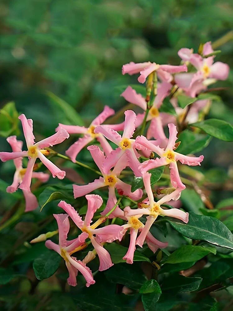 风车茉莉粉色洗礼大苗爬藤花卉耐寒庭院围墙四季常青络石藤阳台,鲜花速递/花卉仿真/绿植园艺,藤本/攀援植物,淘宝优惠券,粉丝福利购,淘宝优惠卷