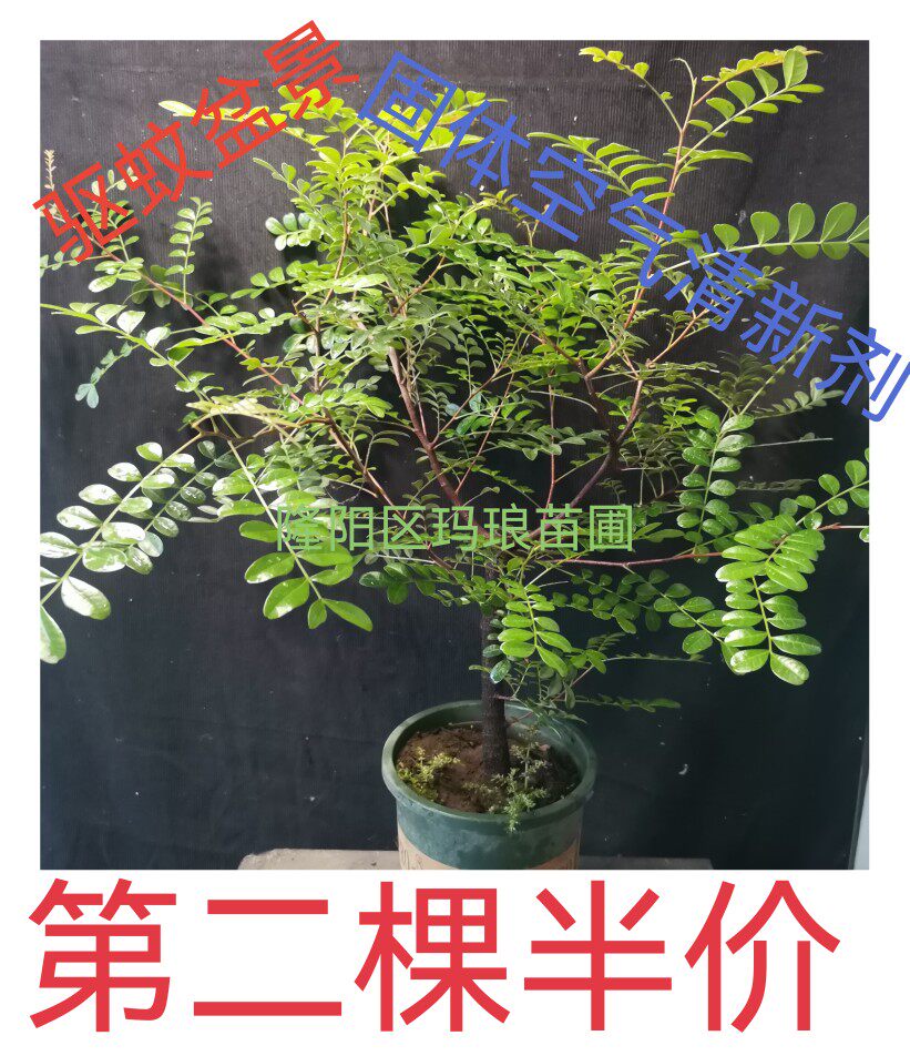 云南红顶清香木室内 室外驱蚊盆桌面绿植