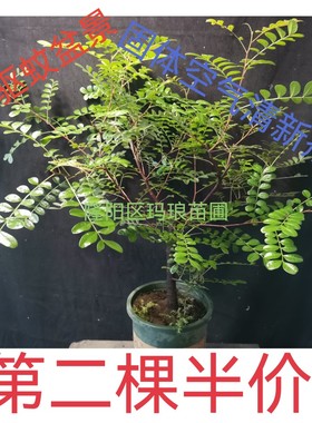 云南红顶清香木室内 室外驱蚊盆栽 客厅盆景 办公室驱蚊盆栽包邮