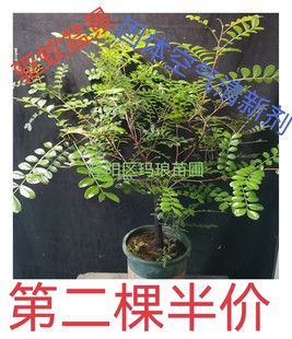 云南红顶清香木室内 室外驱蚊盆栽 客厅盆景 办公室驱蚊盆栽包邮