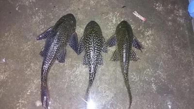 清道鱼鱼道夫豹道夫青道夫鱼活体清洁工鱼吃鱼粪便生物淡冷水