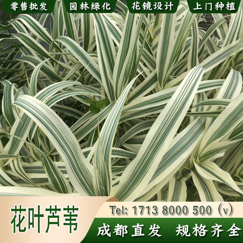 水生花卉花叶芦竹池塘河道园林净化水质挺水植物芦苇苗花叶芦竹