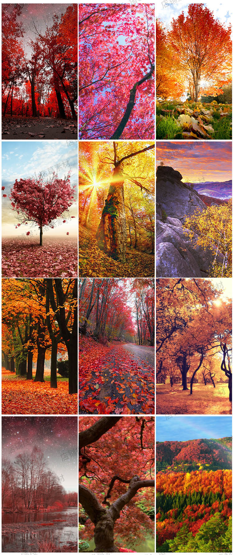 秋季红枫秋天自然美景风景树林枫叶落叶树木背景素材高清jpg图片