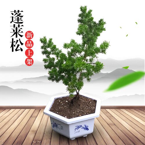 室内盆景植物推荐价格 室内盆景植物推荐图片 星期三