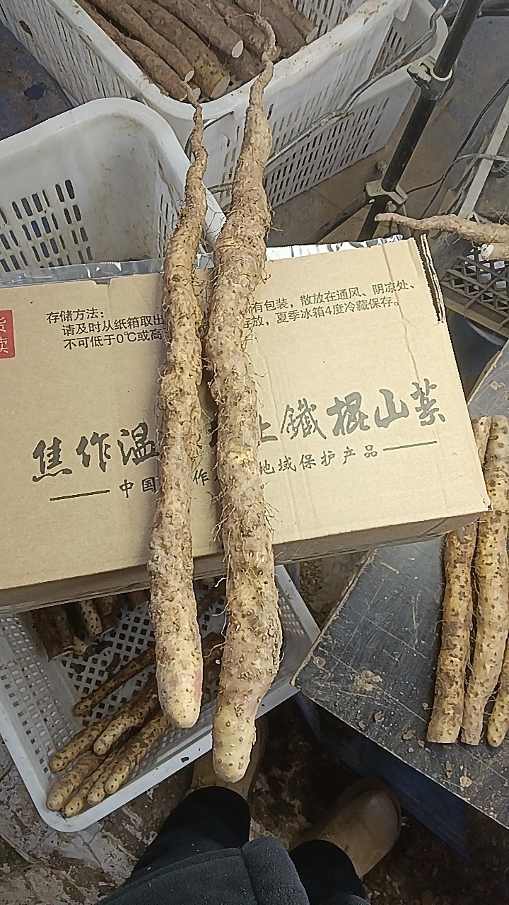 细弯扁丑铁棍山药，地硬长不动，温县铁棍山药古法种植