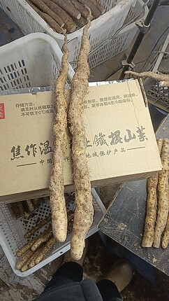 细弯扁丑铁棍山药，地硬长不动，温县铁棍山药古法种植