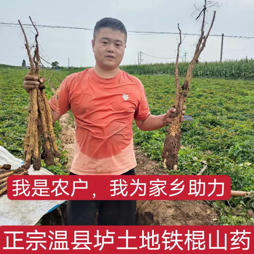 【不糯包退】正宗垆土铁棍怀山药新鲜焦作怀山药温县自种自卖