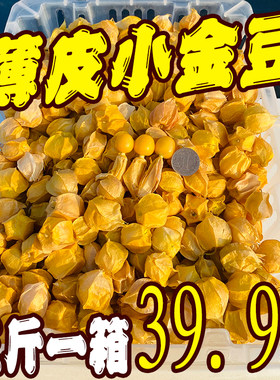 东北小菇娘果薄皮小金豆新鲜现摘