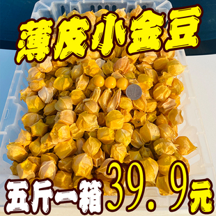 东北姑娘果黄金豆新鲜黑龙江野生皮薄甜菇娘果手摘手揪水果现摘
