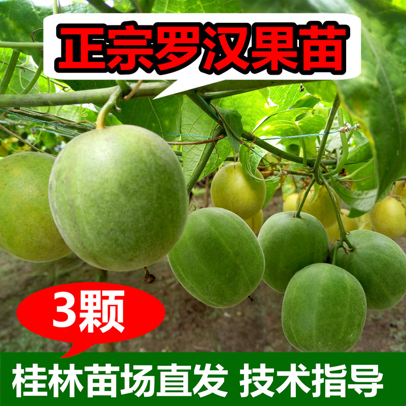 正宗罗汉果苗广西桂林发货罗汉果种子永福罗汉果树苗当年结果包邮
