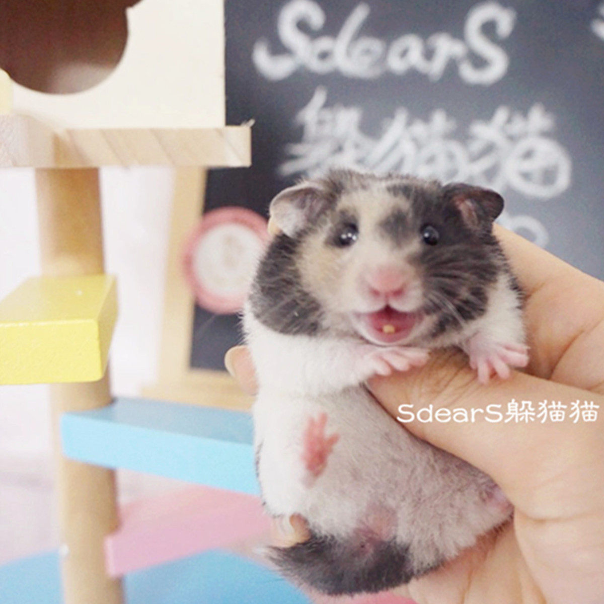 sdears躲猫猫*纯家养卷毛短毛熊稀有色三色d瑁短毛眼线短毛鸽灰