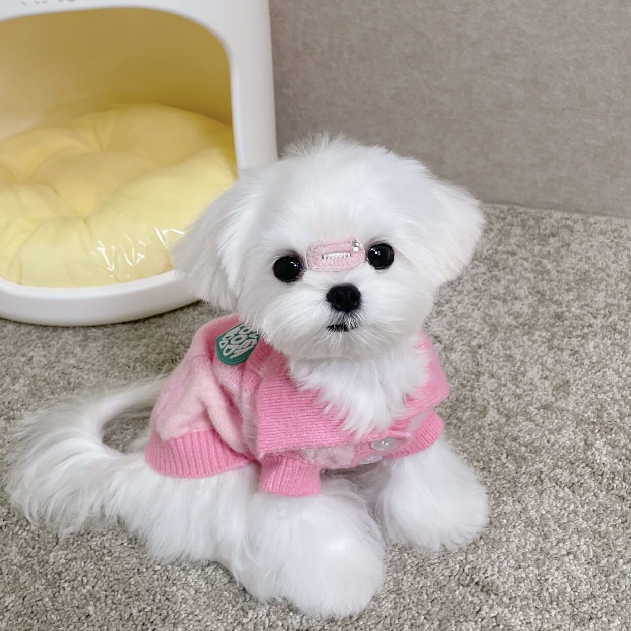 狗狗猫咪ins风针织毛衣保暖衣服