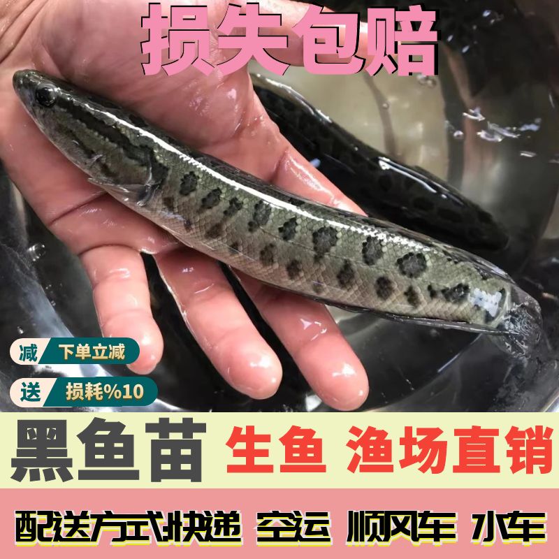 黑鱼苗活体淡水小鱼苗养殖黑鱼苗乌鱼苗财鱼苗乌鳢生鱼苗路亚凶猛