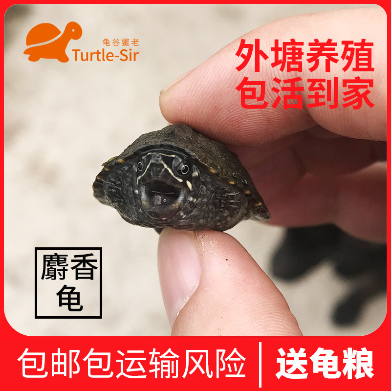 【龟谷鳖老】麝香龟活体麝香蛋龟深水龟乌龟宠物龟观赏龟迷你龟