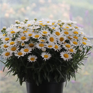 大滨菊盆栽麦当娜西洋滨菊花苗耐寒耐热阳台庭院宿根花境园艺