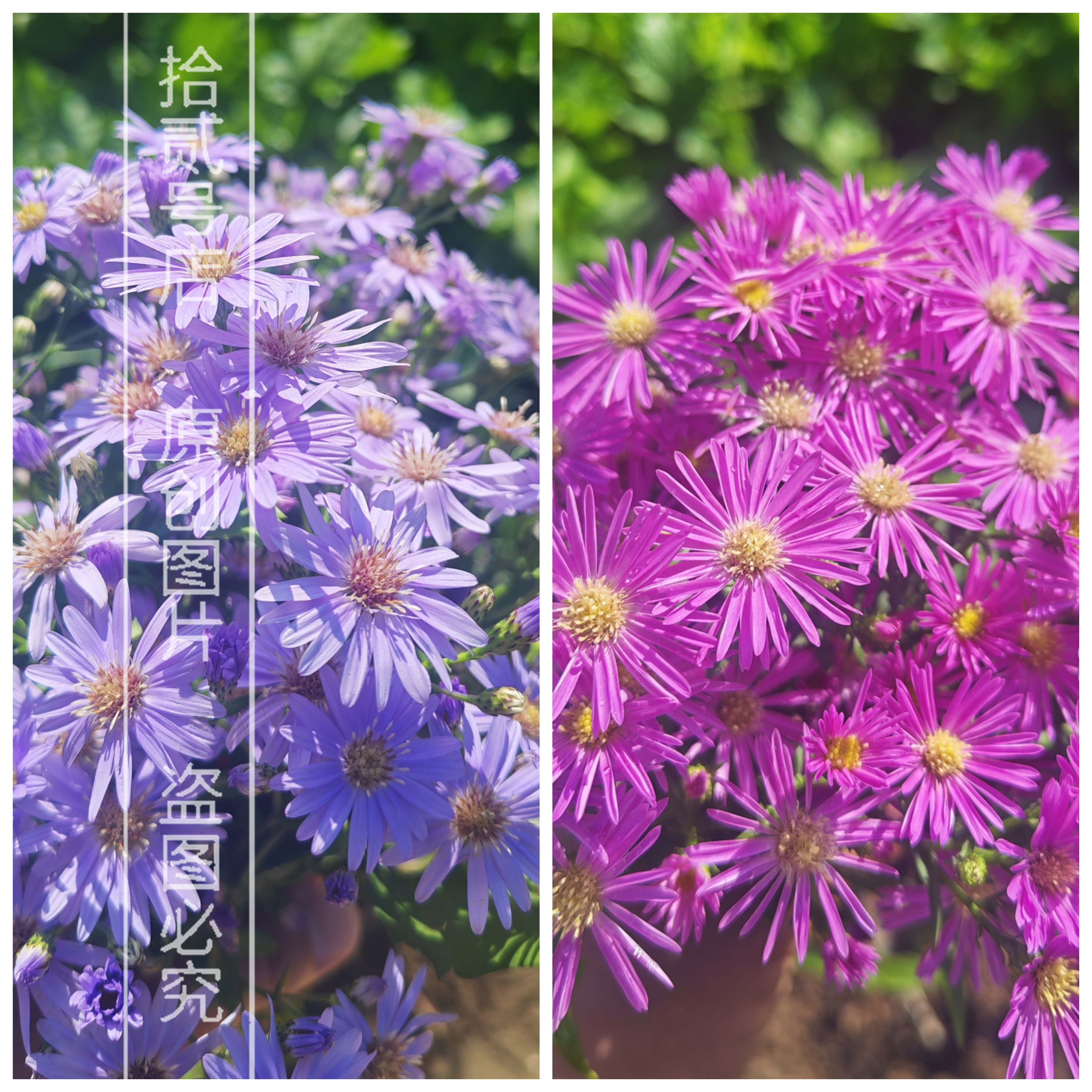 荷兰菊小卡罗紫菀盆栽苗多年生耐寒耐热庭院花镜植物易活阳台花卉