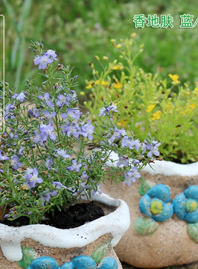多年生常绿 芳香地肤苗 黄色/蓝色哈密瓜多年生耐热花坛盆栽植物
