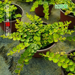 蔓性金叶过路黄盆栽苗黄金串吊兰鱼缸沼泽箱水培植物耐热地被植物