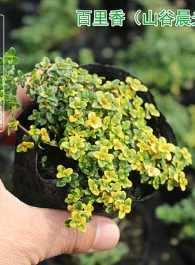 山谷晨光 百里香Thymus spp多年生耐寒耐热 庭院 盆栽植物 可食用