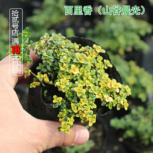 山谷晨光 百里香Thymus spp多年生耐寒耐热 庭院 盆栽植物 可食用