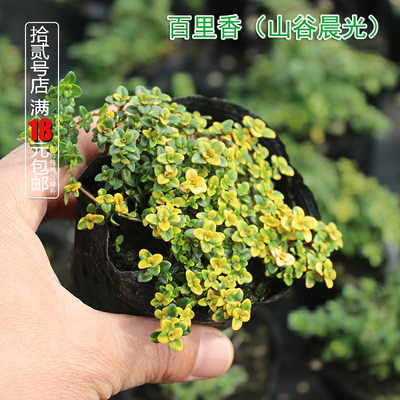 百里香芳香庭院可以食用